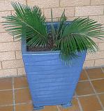 Cycad in pot